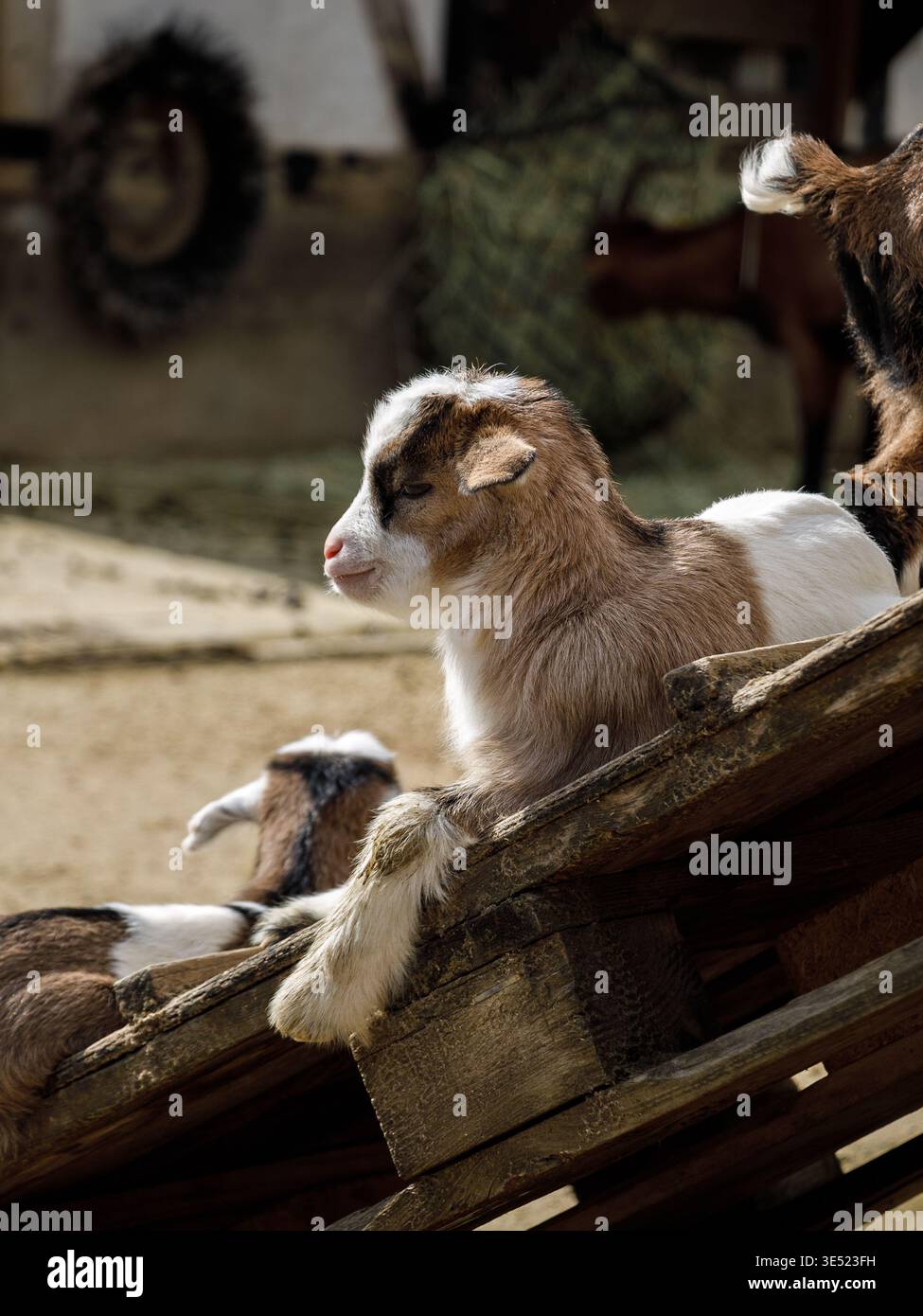 Dolce scena di fattoria con la giovane capra. Ambiente tranquillo della fattoria che mostra pacifico giovane capra a riposo Foto Stock
