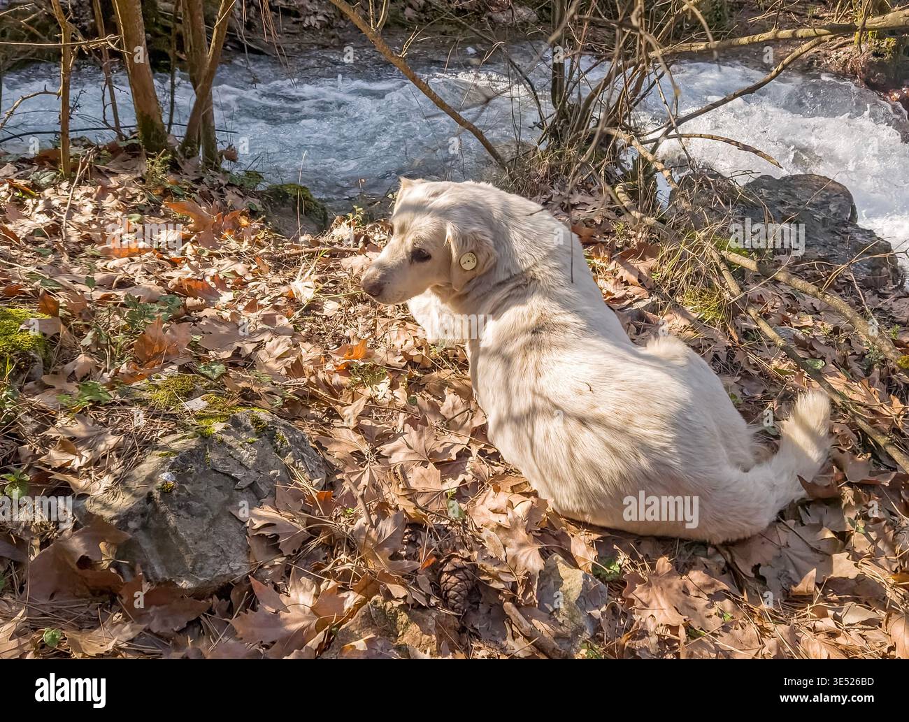 Vista ravvicinata di un cane dorato con un'etichetta auricolare comunale adagiata sulle foglie e che guarda un fiume selvaggio. Foto Stock