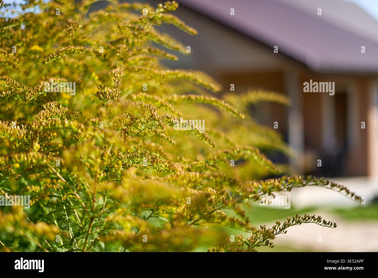 Foto ravvicinata di piante verdi e gialle in fiore, probabilmente la verga d'oro (specie Solidago), in forte risalto che occupa il primo piano. Il Foto Stock
