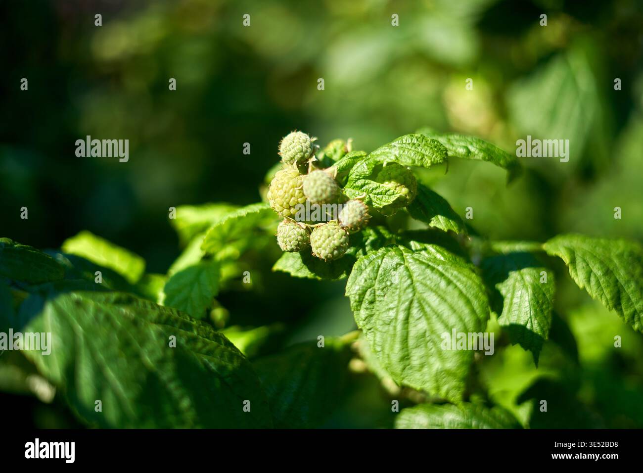 Una fotografia ravvicinata di lamponi verdi acuri che crescono su un ramo in un giardino o in un ambiente agricolo. Le bacche vengono raggruppate insieme Foto Stock