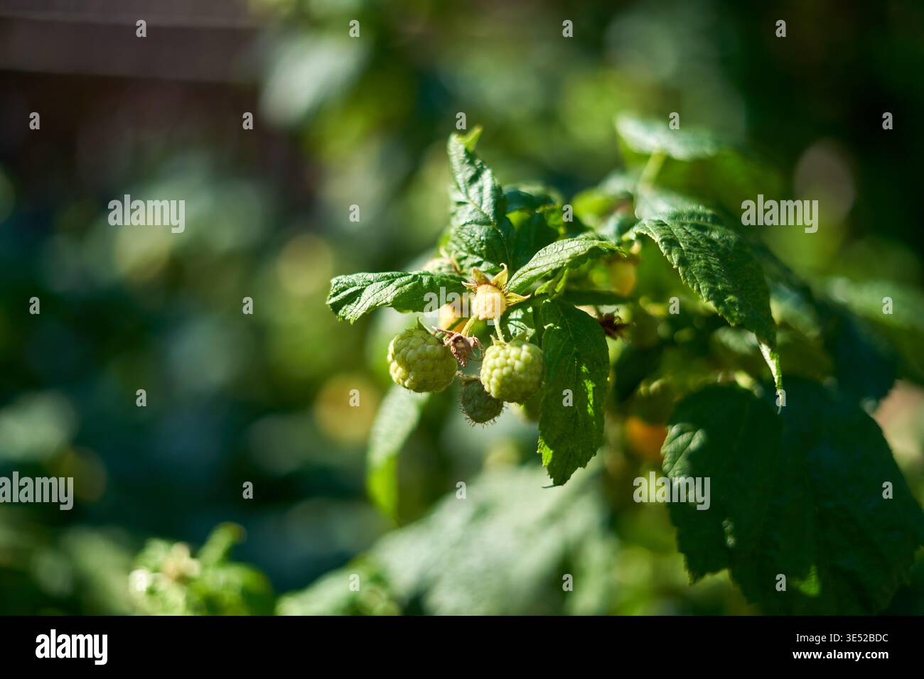 Foto ravvicinata di lamponi verdi acuri che crescono su un ramo del cespuglio in un giardino. I frutti di bosco sono ancora in fase di sviluppo, mostrando una consistenza sferica Foto Stock