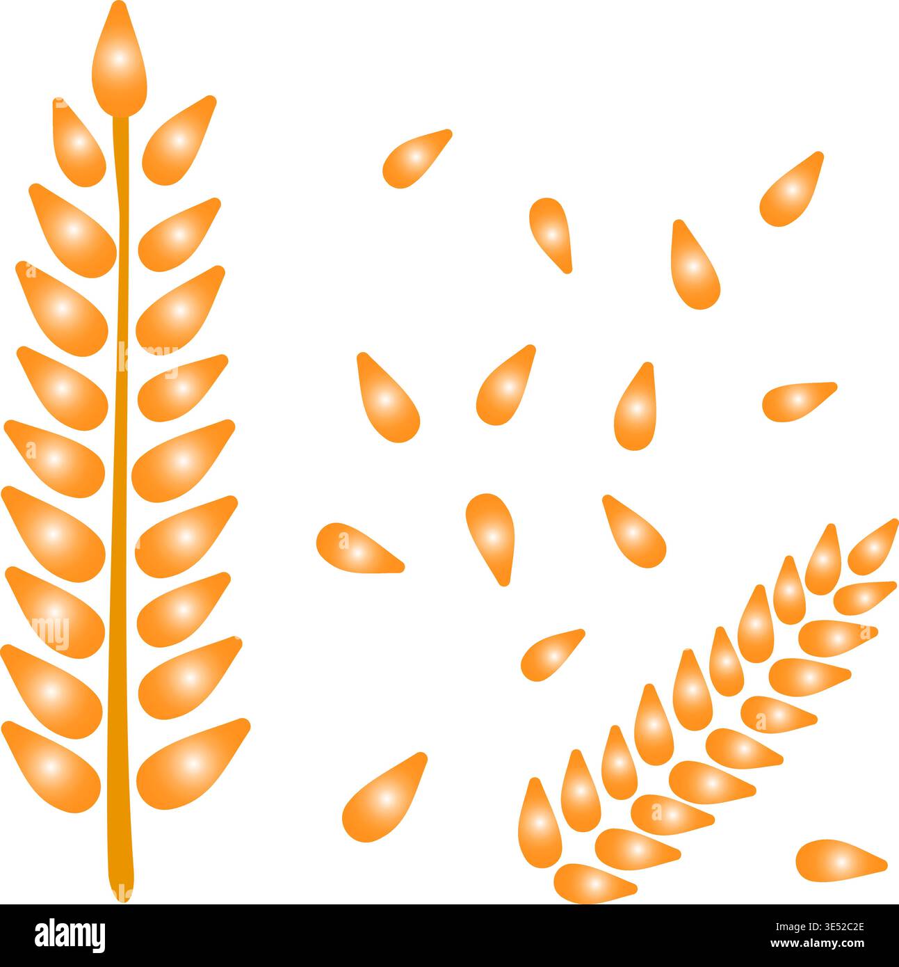 Vettore di orecchie di frumento e grani isolato su sfondo trasparente. Spikelets di cereali dorati con semi. Elementi di design biologici per prodotti da forno Illustrazione Vettoriale
