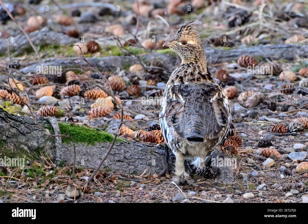 Un selvaggio Grouse Ruffed 'Bonasa umbellus', che si forgia alla luce della sera nel suo habitat boschivo nella campagna Alberta Canada Foto Stock