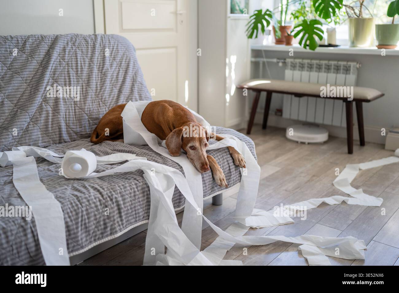 Il cane Vizsla solitario si rilassa sul divano dopo aver distrutto il soggiorno con carta igienica sparsa. Foto Stock