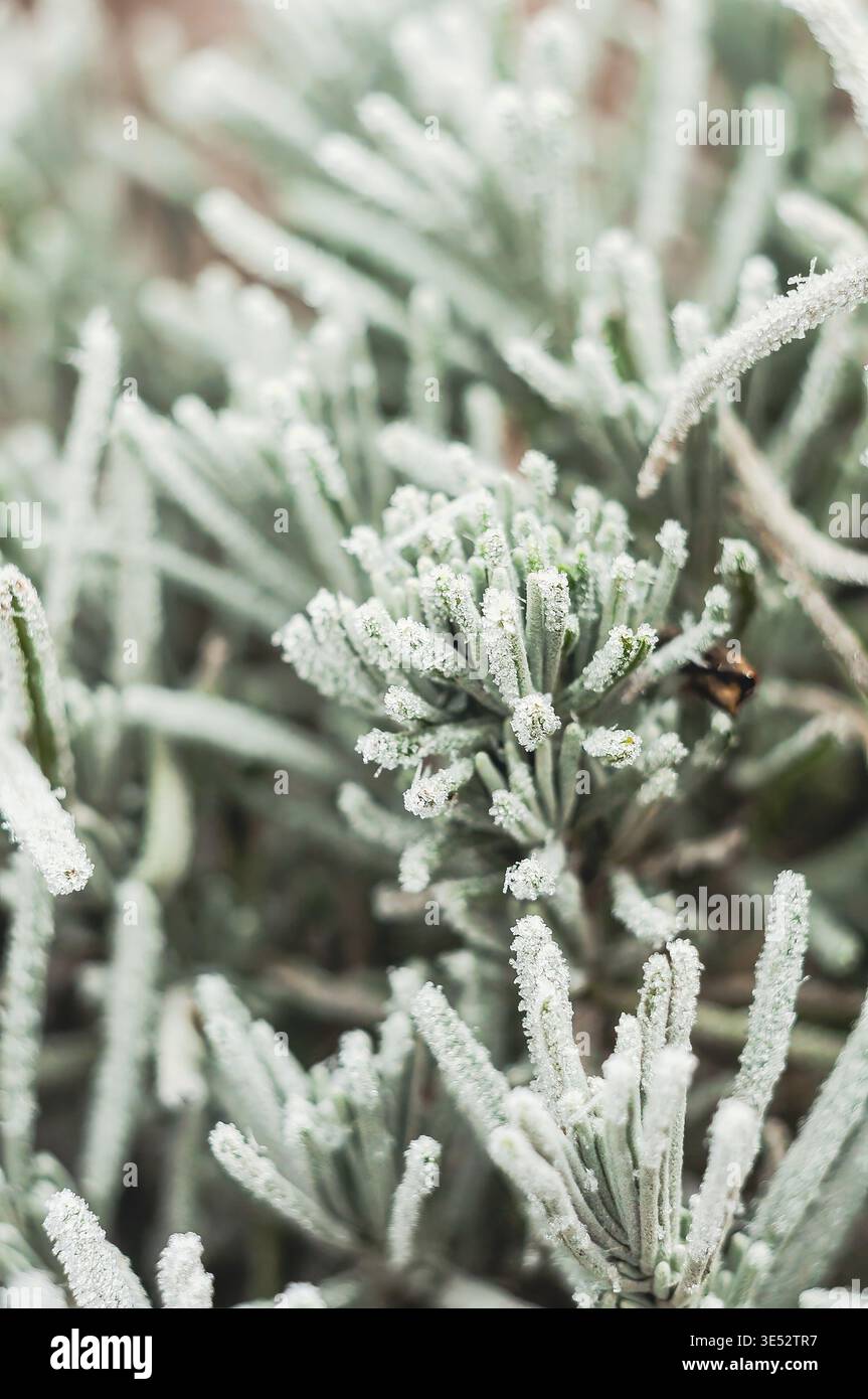 Un colpo a livello degli occhi rivela un gruppo di piante ricoperte di gelo. I toni morbidi e silenziosi creano un'atmosfera serena e fredda Foto Stock