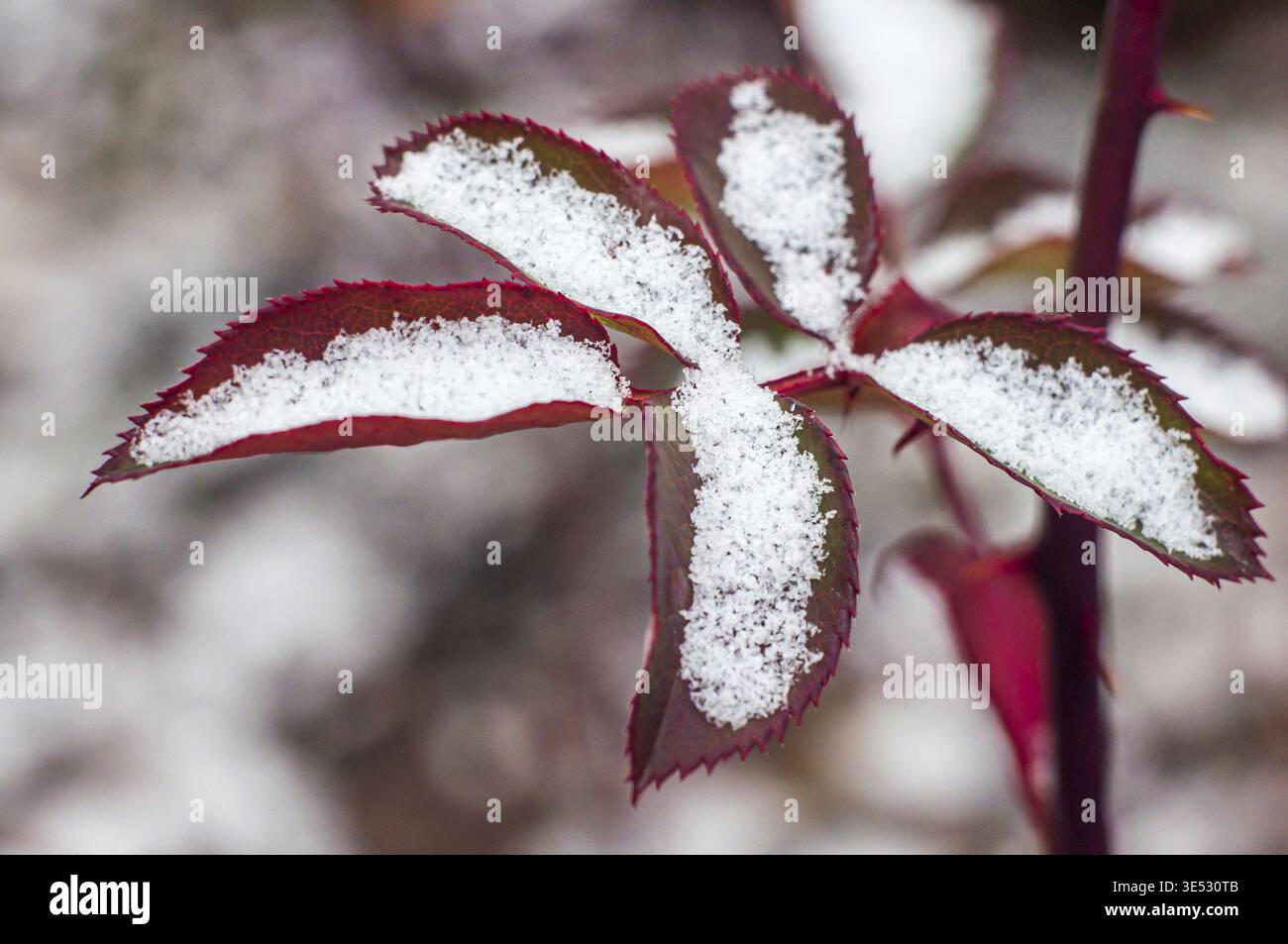 Foglia di rosa rossa nella neve, gelo nel giardinaggio. Stelo di fiori congelato Foto Stock
