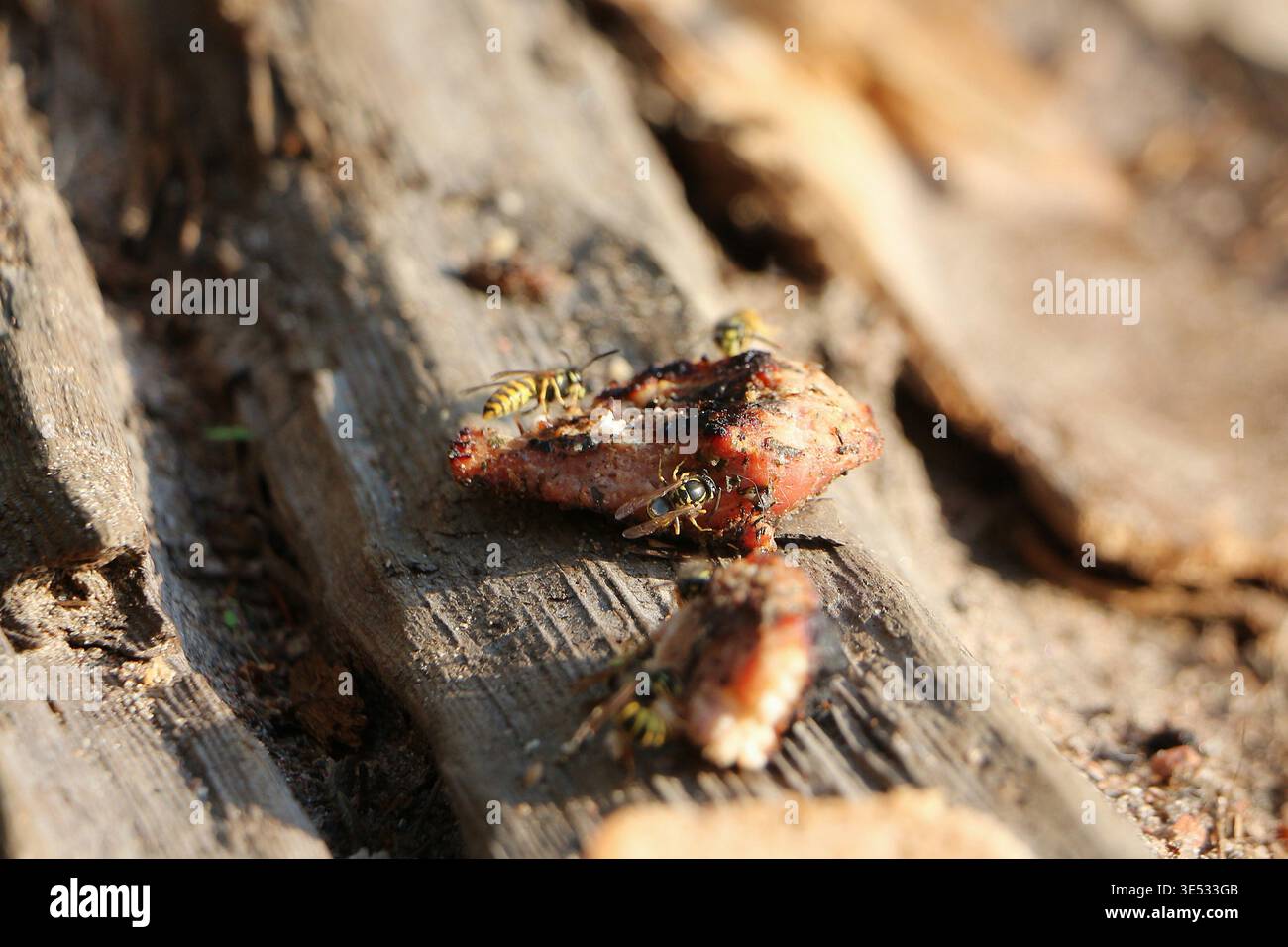 Vespe che si nutrono di carne da vicino, insetti predatori che mangiano carne Foto Stock