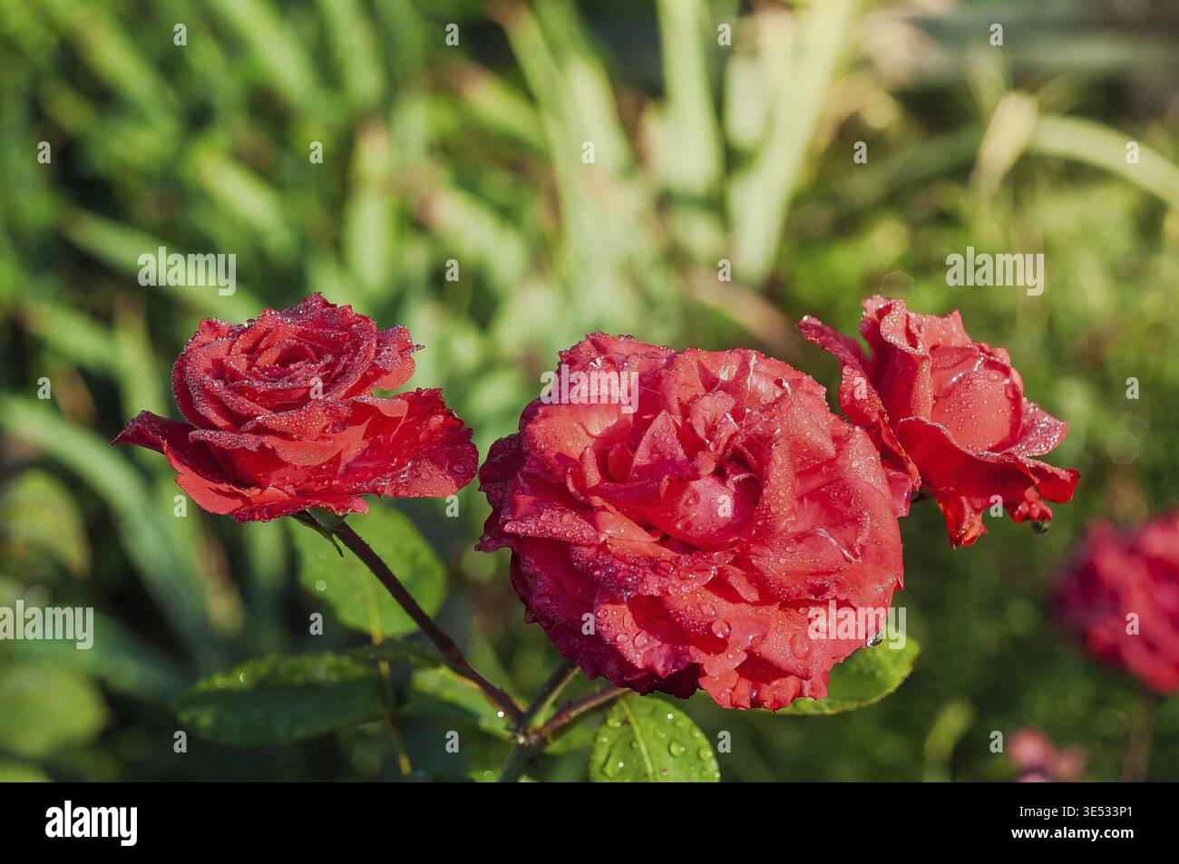 Foto ravvicinata di tre splendide rose rosse con gocce d'acqua sui petali, su uno sfondo verde sfocato di fogliame Foto Stock