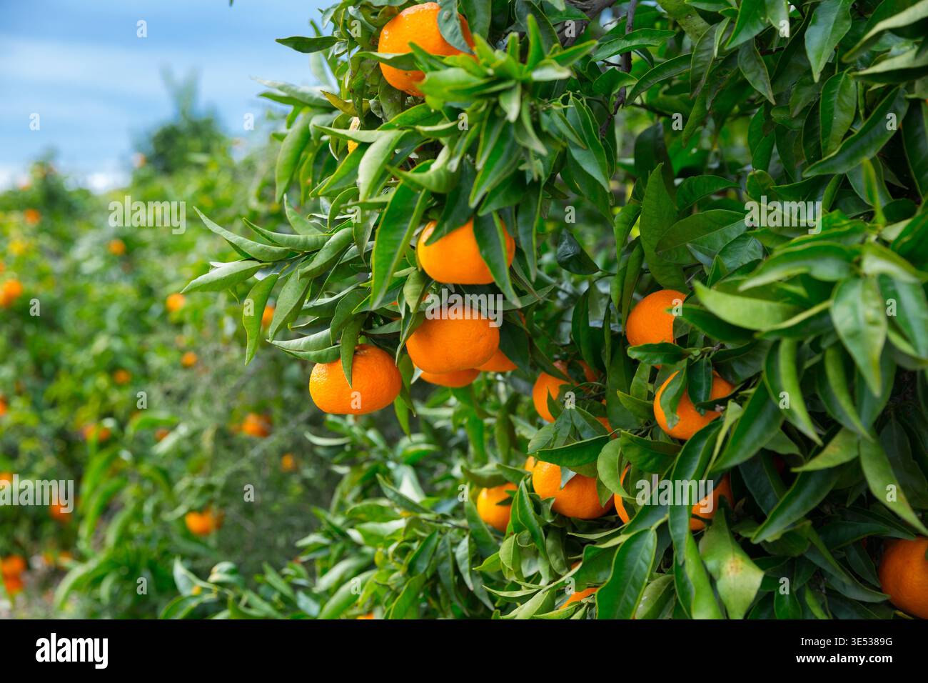 Arance di mandarino mature su alberi Foto Stock
