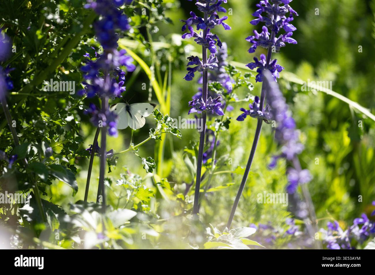 Pieris rapae cavolo bianco o farfalla di cavolo su una pianta di salvia blu in un giardino della California meridionale primavera 2026 Foto Stock