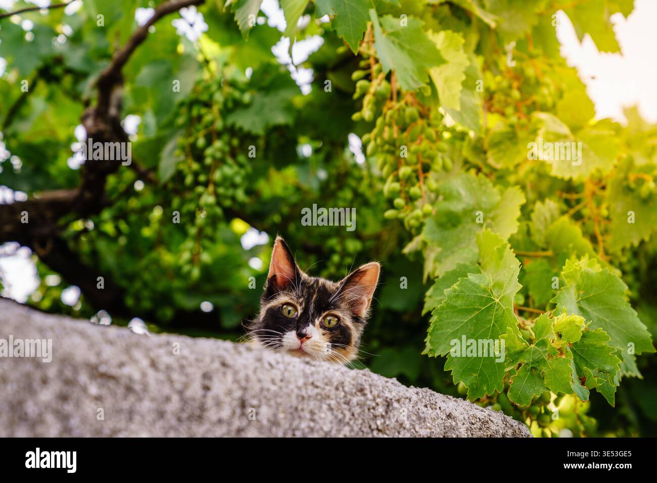 Un gatto che sbircia da dietro un muro di giardino in un piccolo villaggio cretese Foto Stock