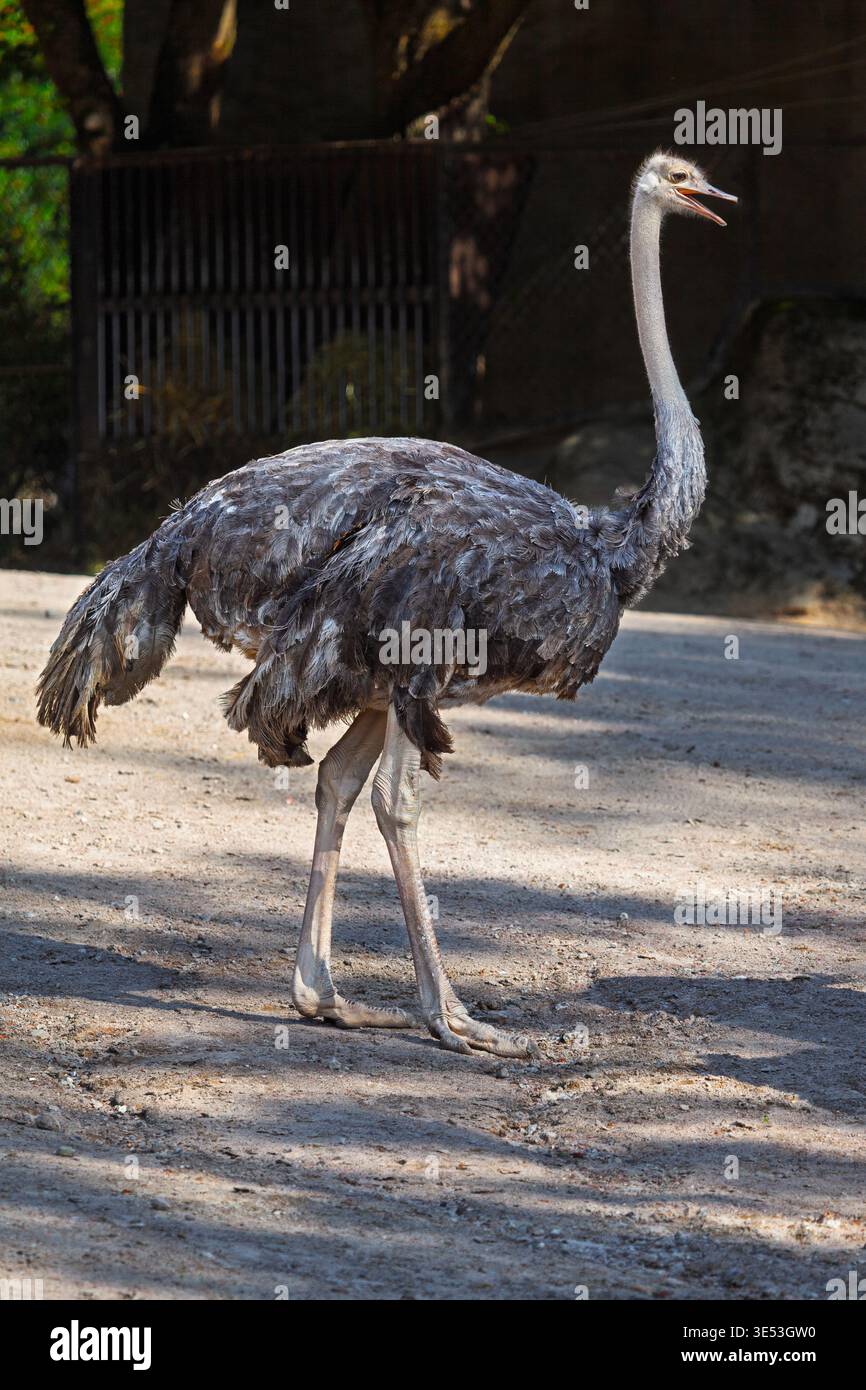 Un uccello senza volo di struzzo con piume grigie e un lungo collo si erge su un sentiero sterrato in un'area all'aperto ombreggiata. Le gambe sottili e la postura eretta Foto Stock