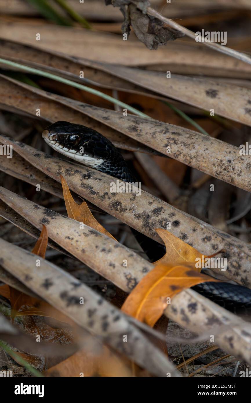 Il Southern Black Racer Snake sbircia attraverso i detriti di Forest Floor Foto Stock