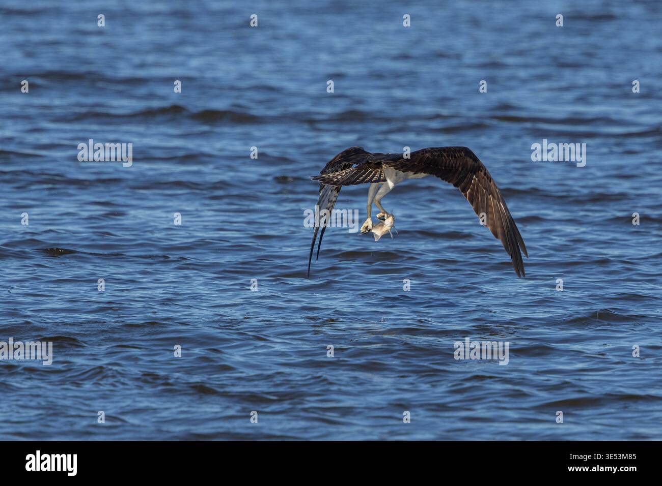 Osprey vola con i pesci in Talons dopo la cattura riuscita Foto Stock