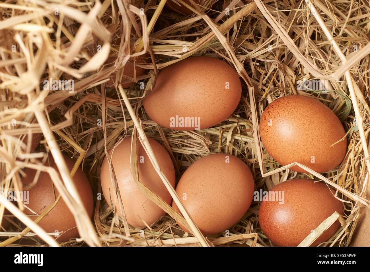 uova di pollo marrone in paglia secca, paglia organica sparsa sulle uova, vista dall'alto del concetto di prodotti biologici freschi della fattoria rustica naturale Foto Stock