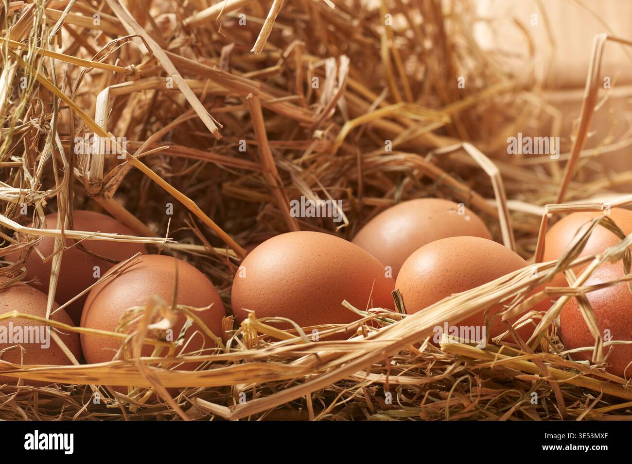 uova di pollo marrone nel fieno secco, vista naturale della fattoria rurale dai toni caldi, vista laterale con paglia di fondo morbida e focalizzata, concetto tradizionale di raccolta delle uova Foto Stock
