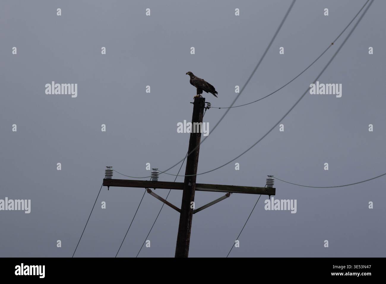 Giovane aquila calva arroccata su un palo di legno contro un cielo grigio Foto Stock