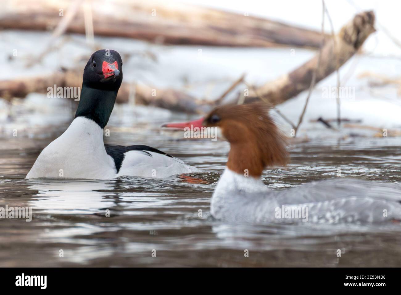 (Ottawa, Canada---30 marzo 2026) Un merganser comune maschile controlla una femmina all'inizio della primavera del fiume Rideau. Foto Stock