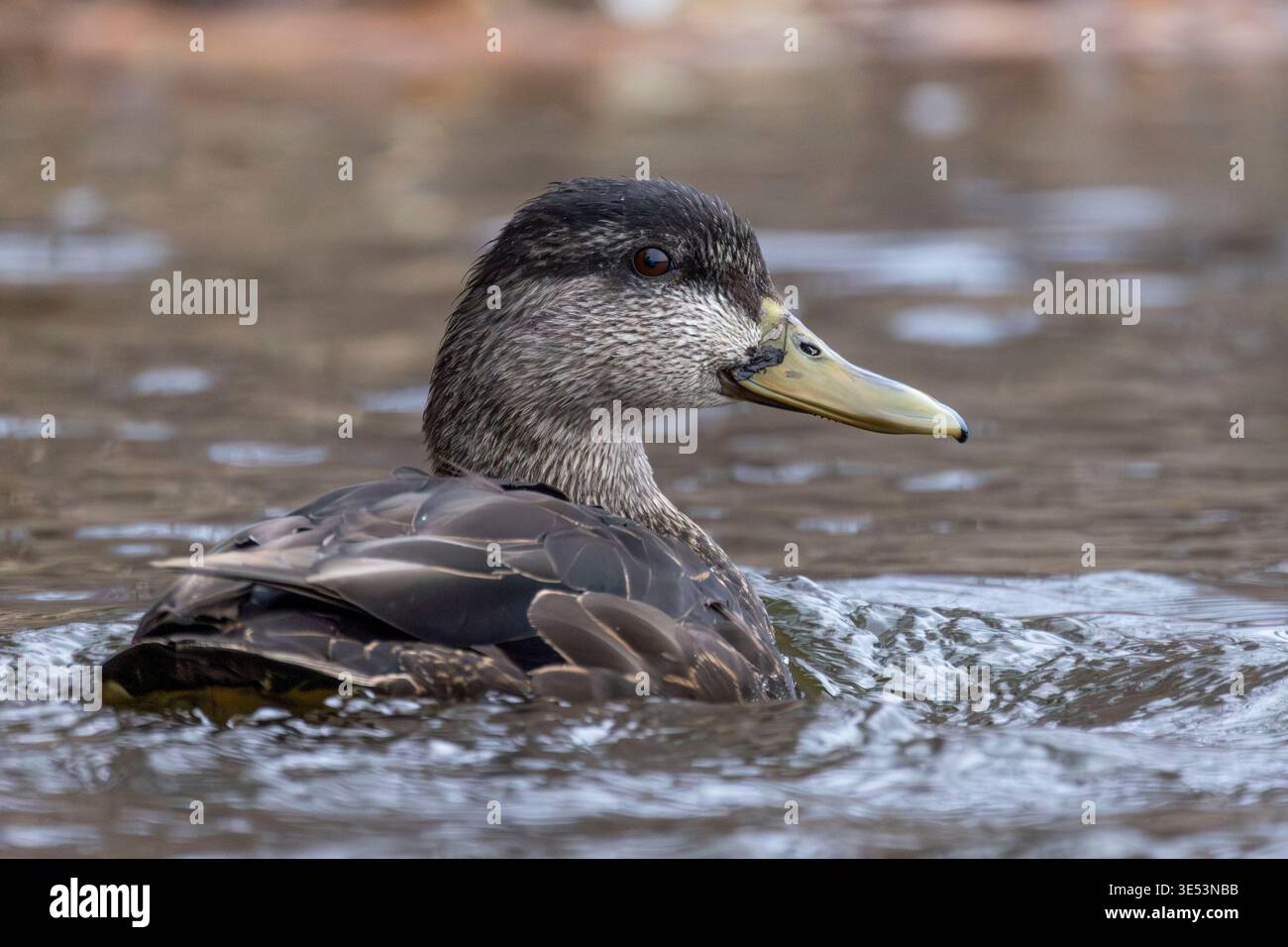 (Ottawa, Canada---30 marzo 2026) anatra nera americana all'inizio della primavera sul fiume Rideau. Foto Stock