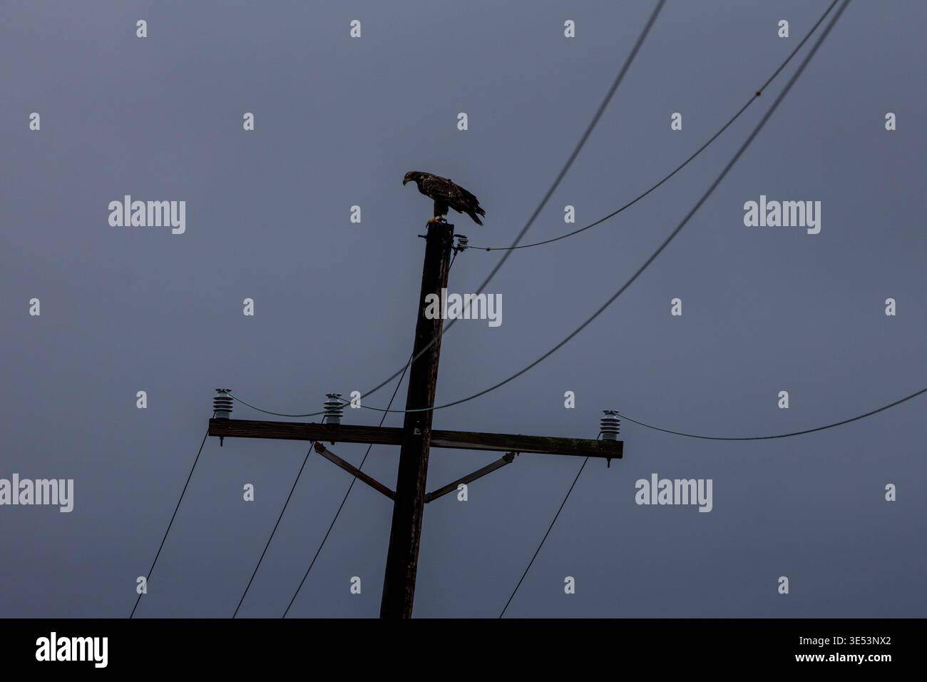 Giovane aquila calva arroccata su un palo di legno contro un cielo grigio Foto Stock