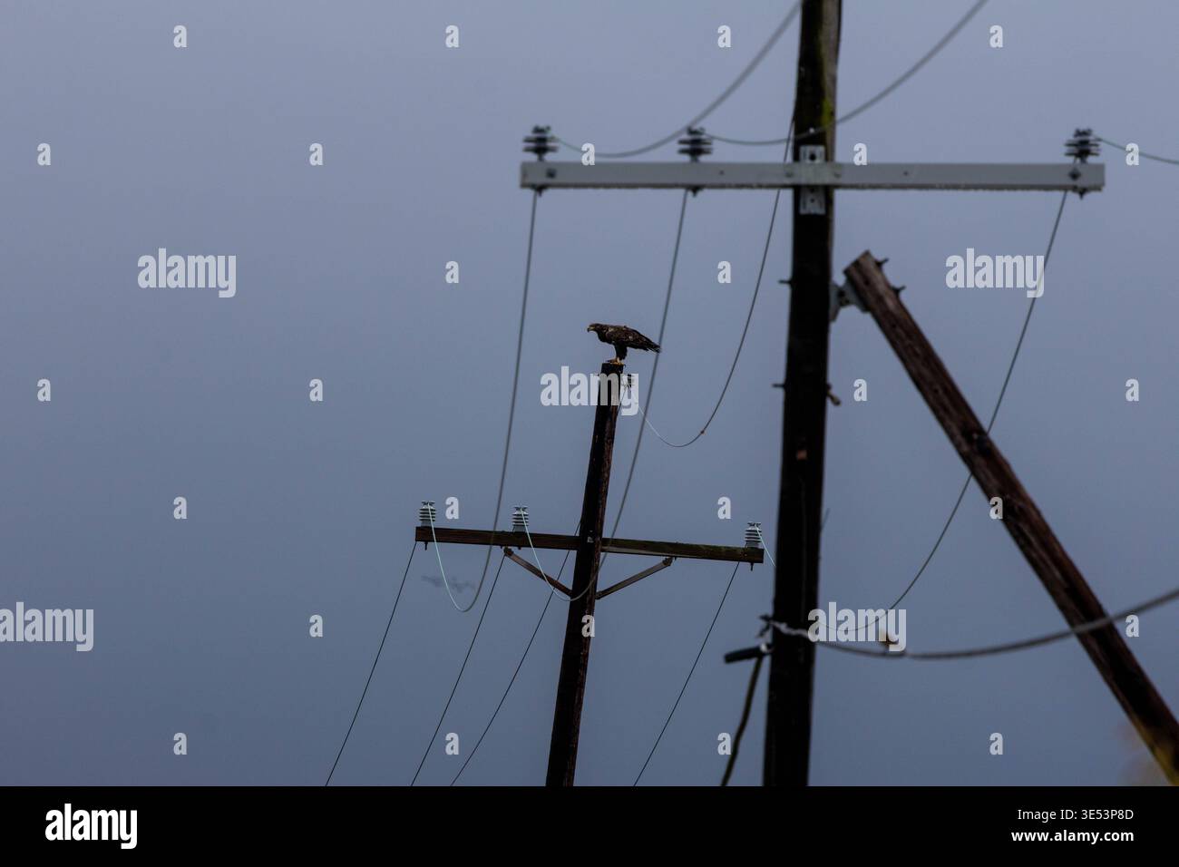 Giovane aquila calva arroccata su un palo di legno contro un cielo grigio Foto Stock