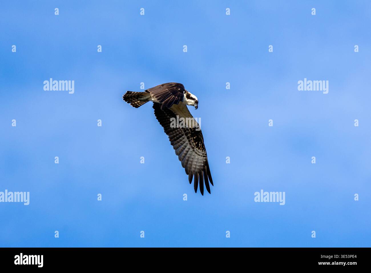 Osprey Hunting in volo contro Deep Blue Sky Foto Stock