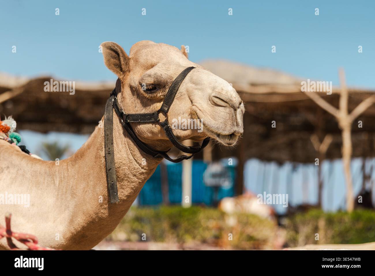 Ritratto a dorso di cammello con imbracatura nell'area turistica del deserto egiziano vicino a un rifugio tradizionale Foto Stock