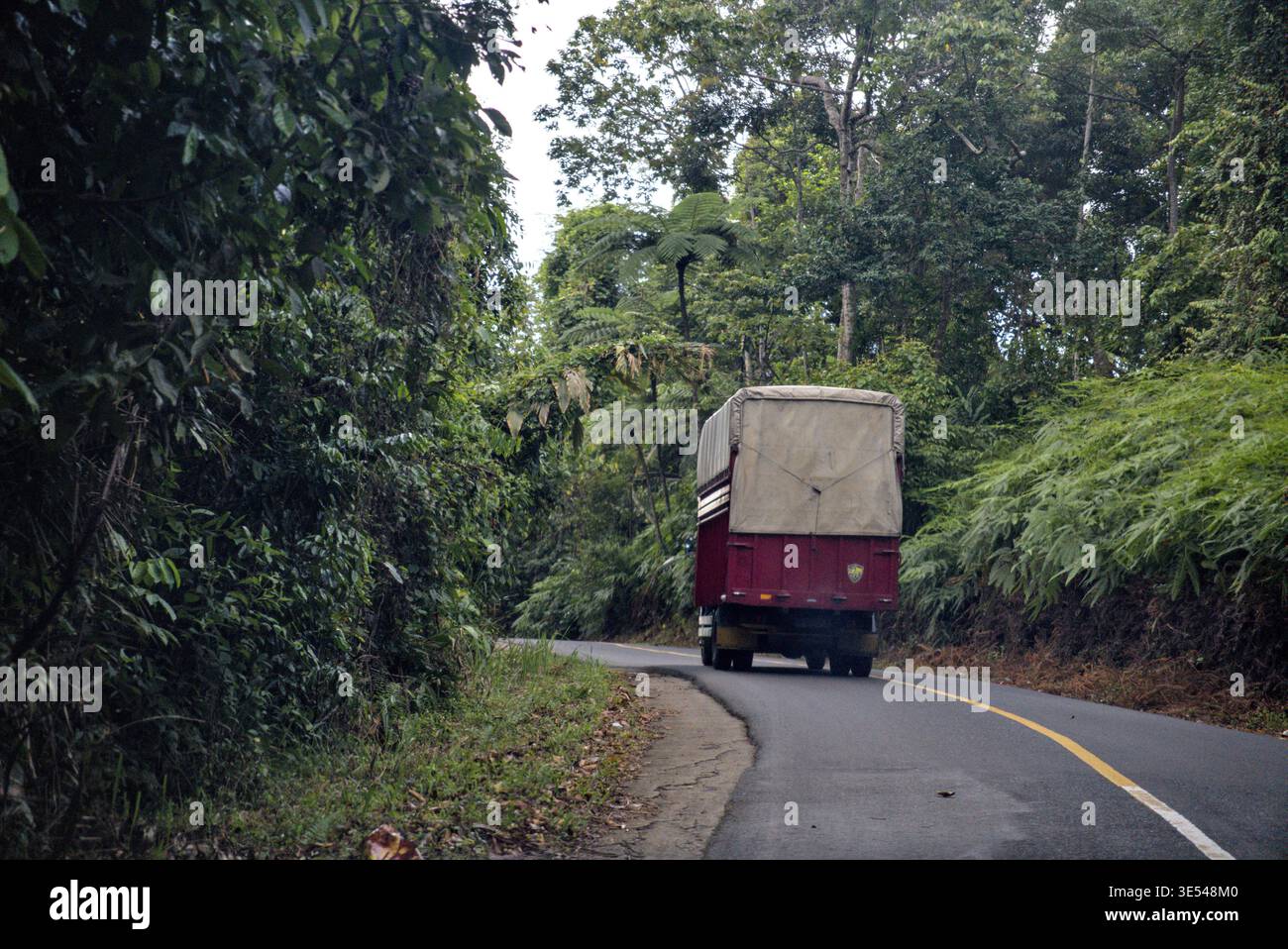 Autocarro che attraversa la strada della foresta tropicale Foto Stock
