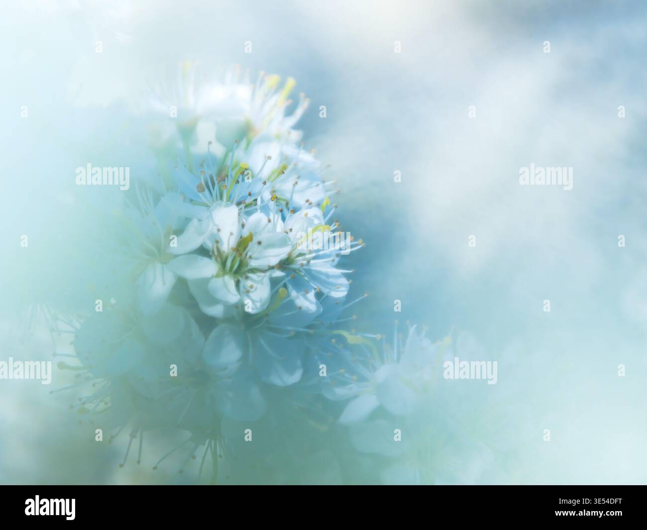 Primo piano di fiori primaverili con sfondo sfocato e colori freschi e luminosi Foto Stock