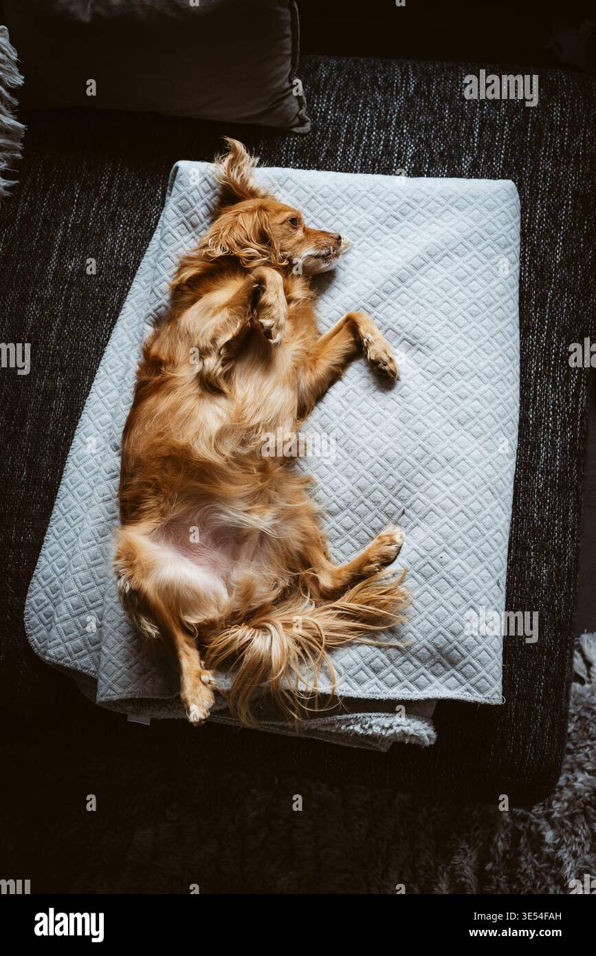 Una razza mista di spaniel marrone è distesa su una coperta bianca sul divano nel soggiorno Foto Stock