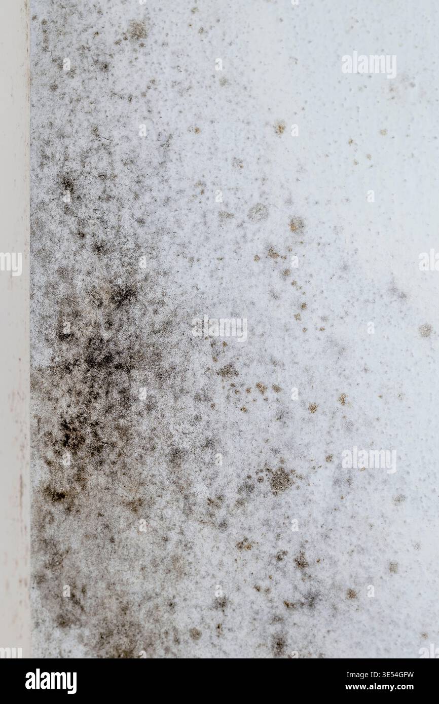 Vista verticale di una parete interna di una casa fortemente attaccata dalla muffa e completamente macchiata Foto Stock