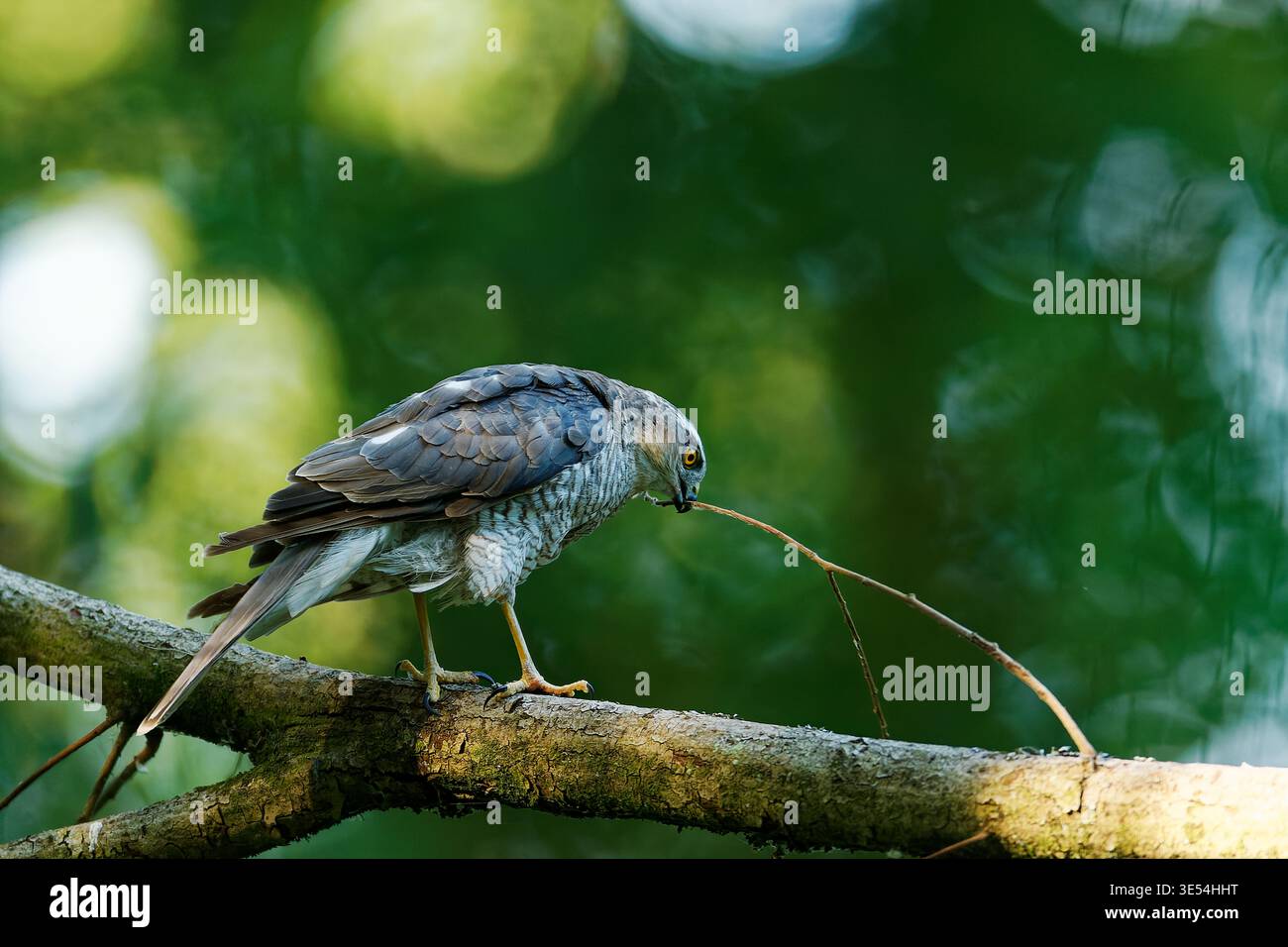 Un Sparrowhawk eurasiatico (Accipiter nisus) arroccato su un grande ramo muschiato, tenendo un sottile ramoscello nel becco su un rigoglioso sfondo verde della foresta. Foto Stock