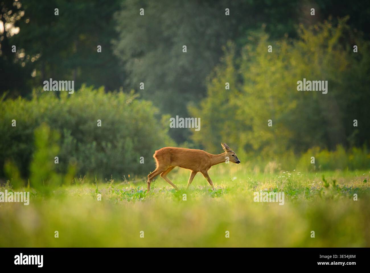 Un capriolo cammina attraverso il prato, Zarzecze, Polonia Foto Stock