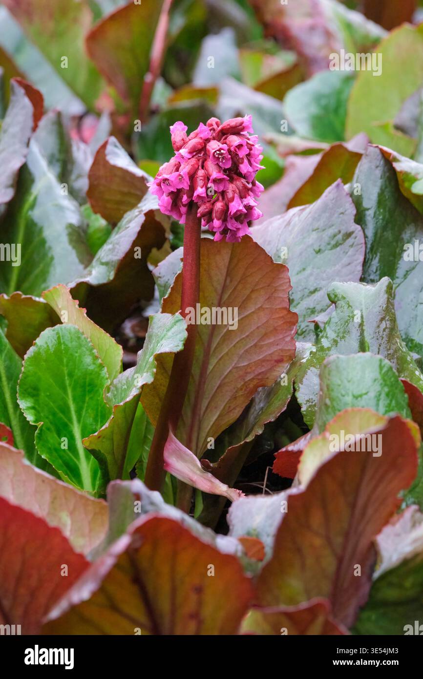 Bergenia Abendglocken, orecchie di elefante Abendglocken, Bergenia Evening Bells, verde scuro, foglie ovali che diventano fiori di colore rosso, viola e rosa Foto Stock