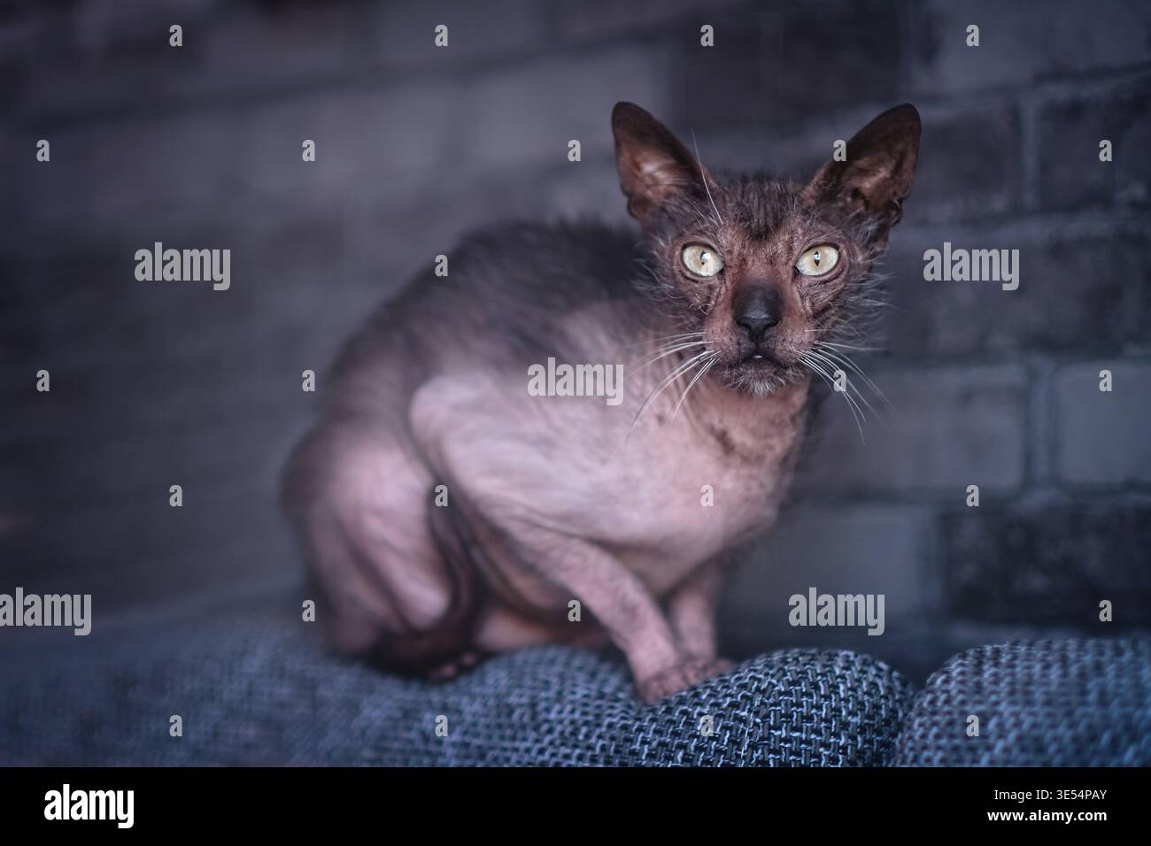 Ritratto di un gatto scontroso di Lykoi seduto sul divano e che guarda divertente alla macchina fotografica. Foto Stock