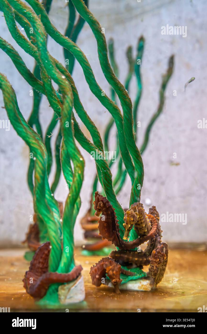 Portogallo, regione dell'Algarve, distretto di Faro, parco naturale di Ria Formosa, stazione marina di Ramalhete, ricerca scientifica su esemplari di fondali marini a corto respiro Foto Stock