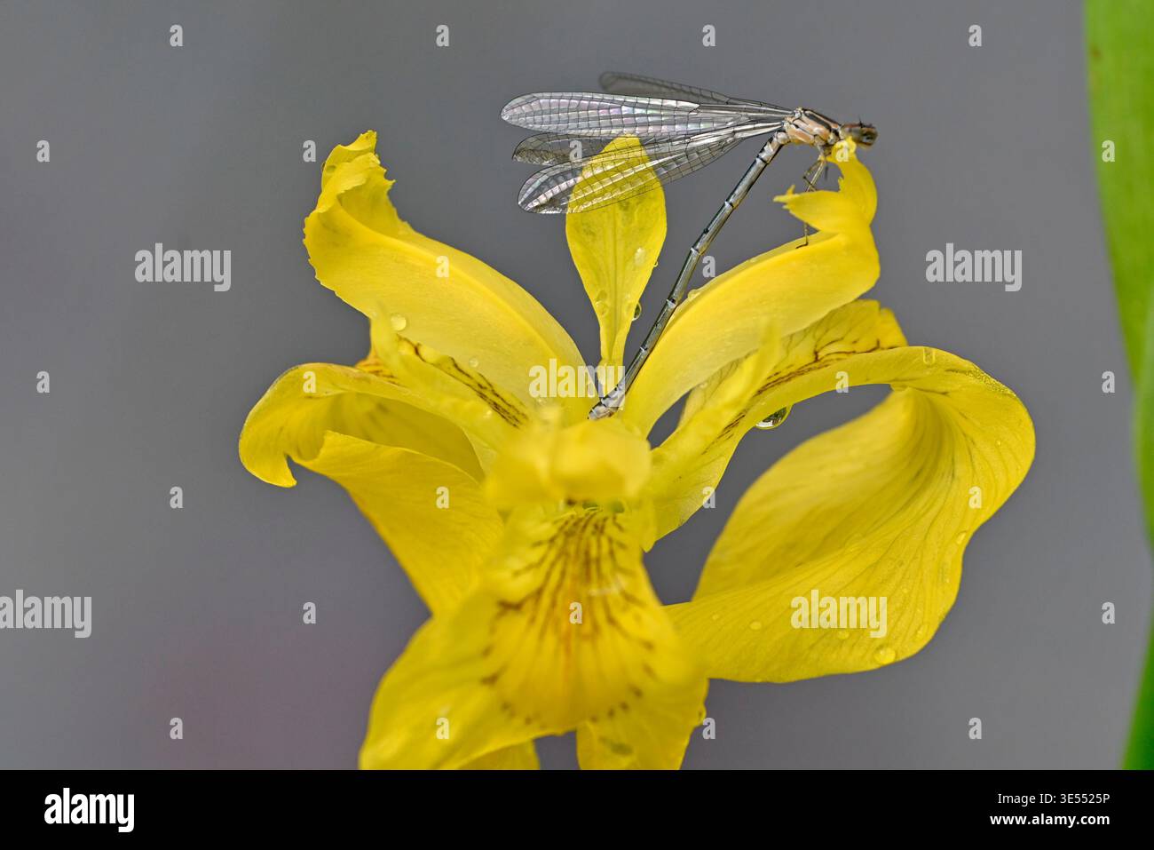 Francia, Doubs, gita scolastica alla scoperta della natura, Iris gialli, libellula Foto Stock