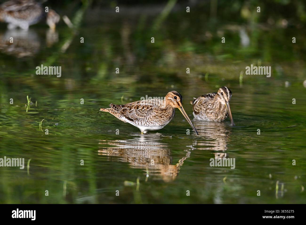 Francia, Doubs, Common Snipe (Gallinago gallinago) Foto Stock