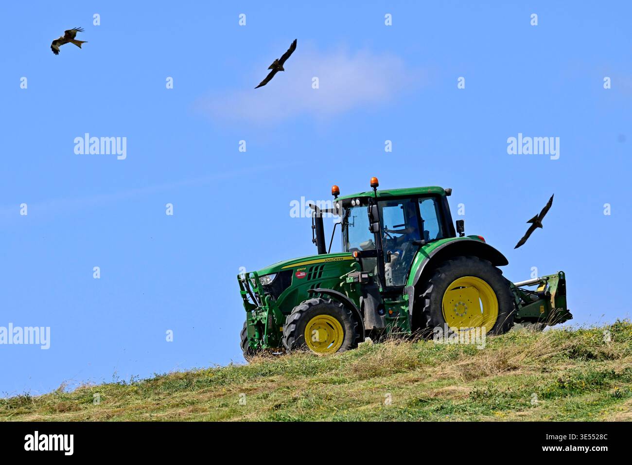 Francia, Doubs, Brognard, trattori che producono fieno, aquiloni neri e rossi che catturano prede Foto Stock