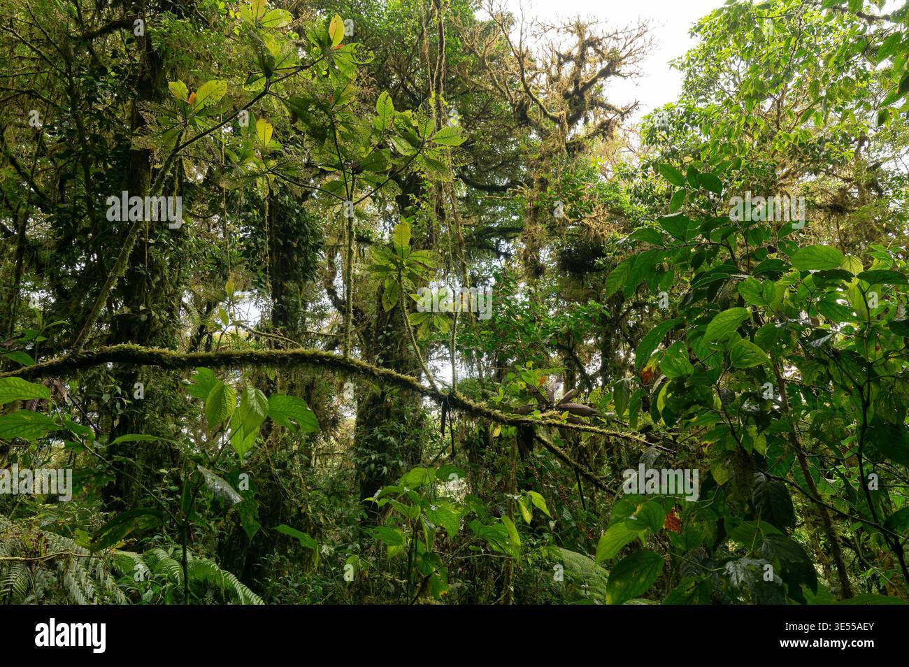 Vegetazione nella riserva forestale Nubular di Santa Elena, Monteverde, Costa Rica Foto Stock