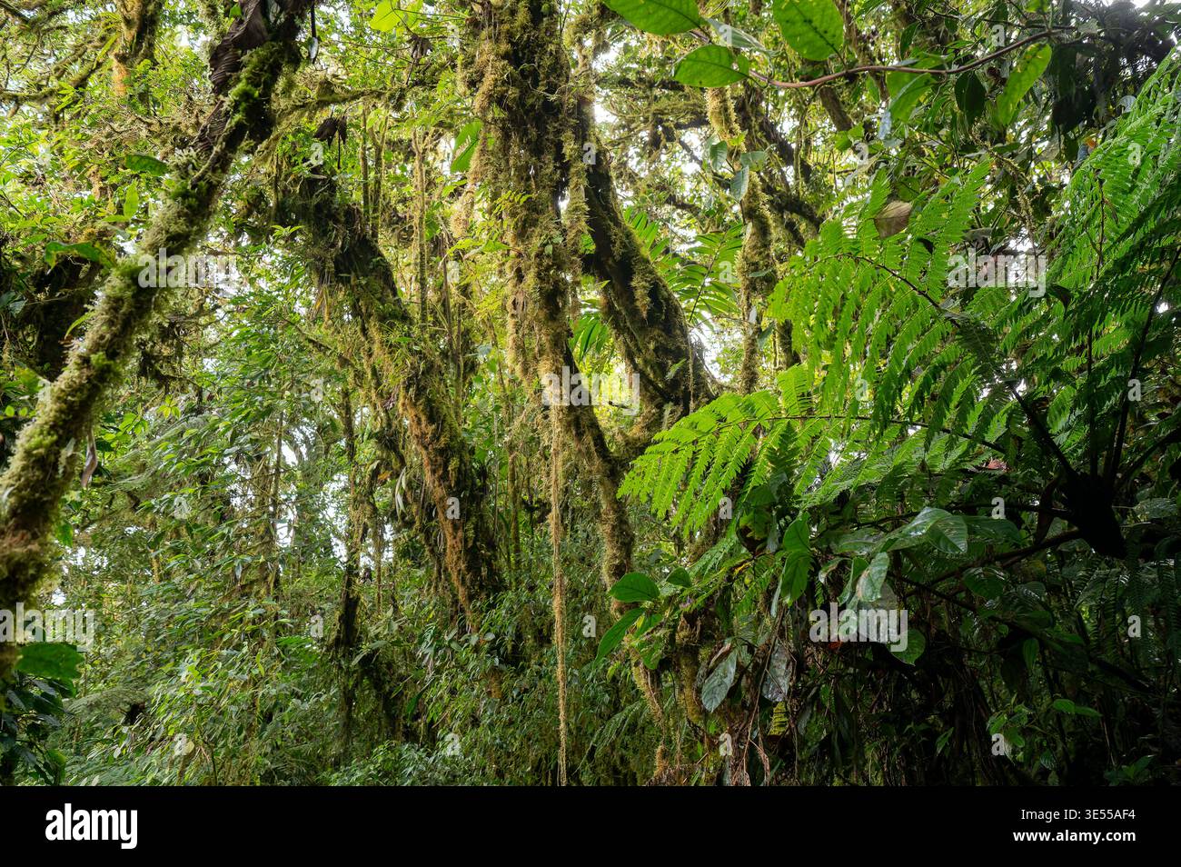 Vegetazione nella riserva forestale Nubular di Santa Elena, Monteverde, Costa Rica Foto Stock