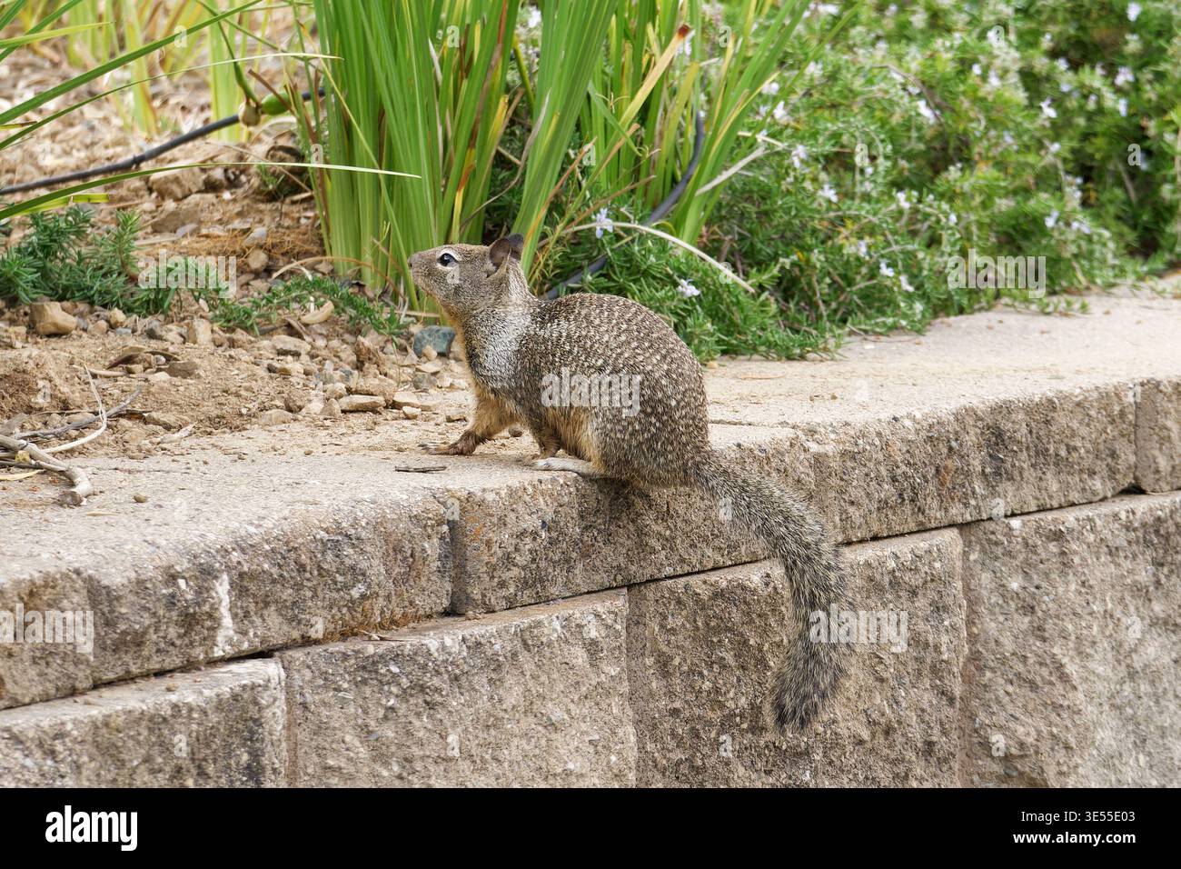 California Ground Squirrel a Saratoga, Stati Uniti Foto Stock