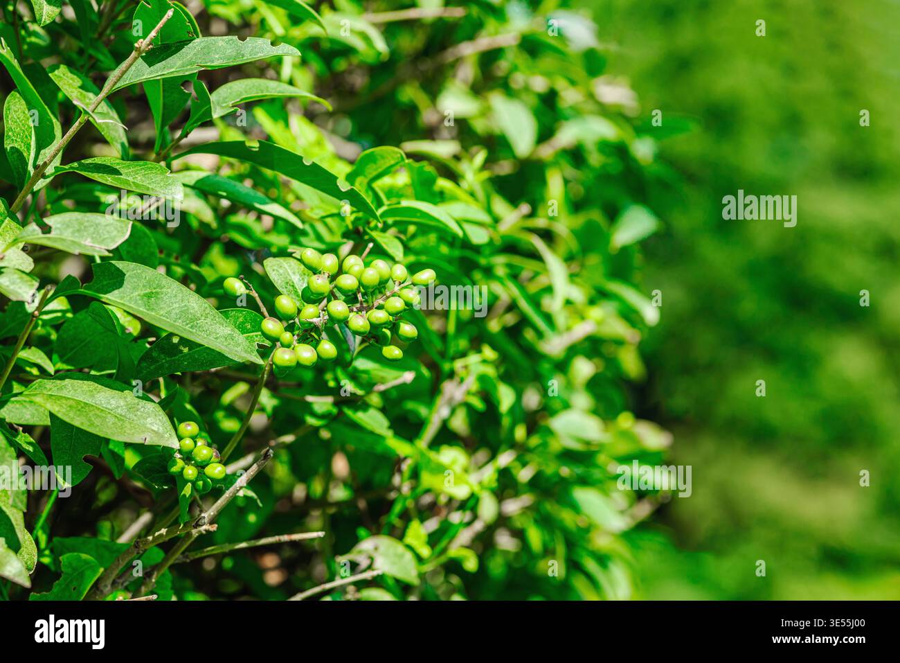 Privet comune (Ligustrum vulgare) piccoli frutti di bosco. Macro di piante velenose non mature per botanica, orticoltura e giardinaggio ornamentale Foto Stock