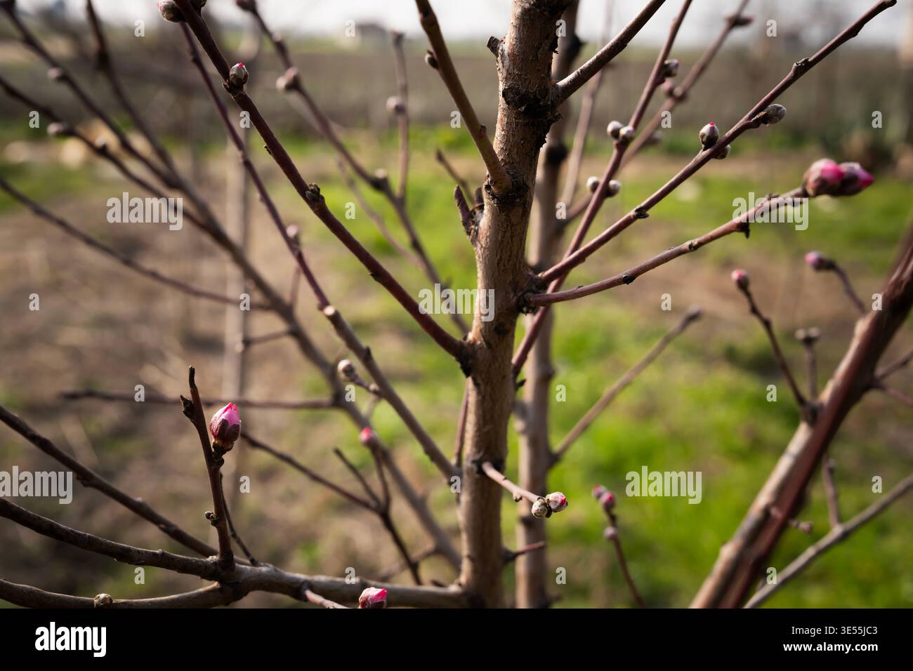 Primo piano di rami di pesca (Prunus persica) con gemme rosa nel frutteto primaverile che rappresenta la crescita stagionale e la produzione di frutta Foto Stock