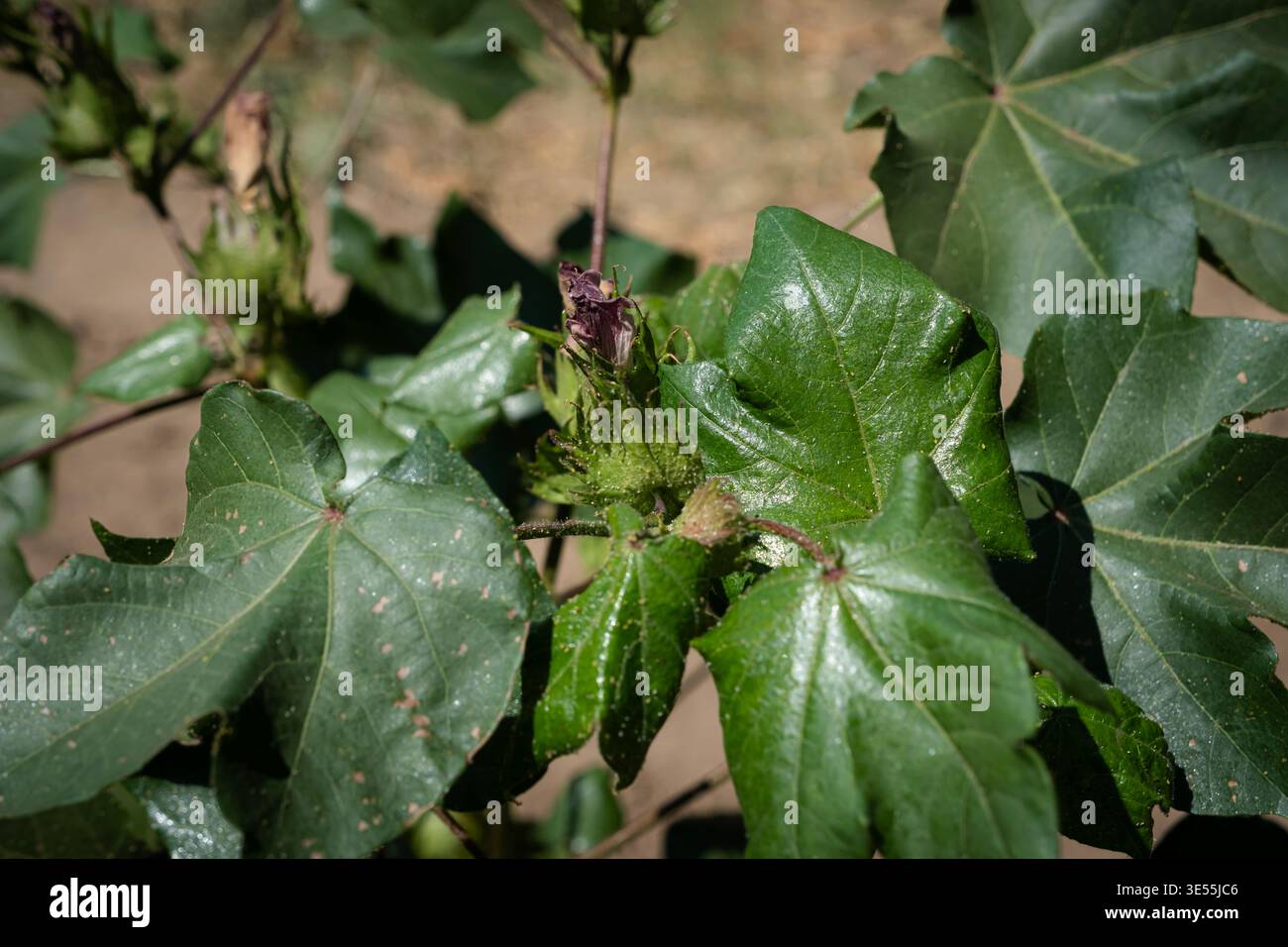 Vista dettagliata della foglia di piante di cotone colpite dai parassiti con danni da acari, evidenziando lo stress delle colture e i problemi di salute delle piante in agricoltura Foto Stock