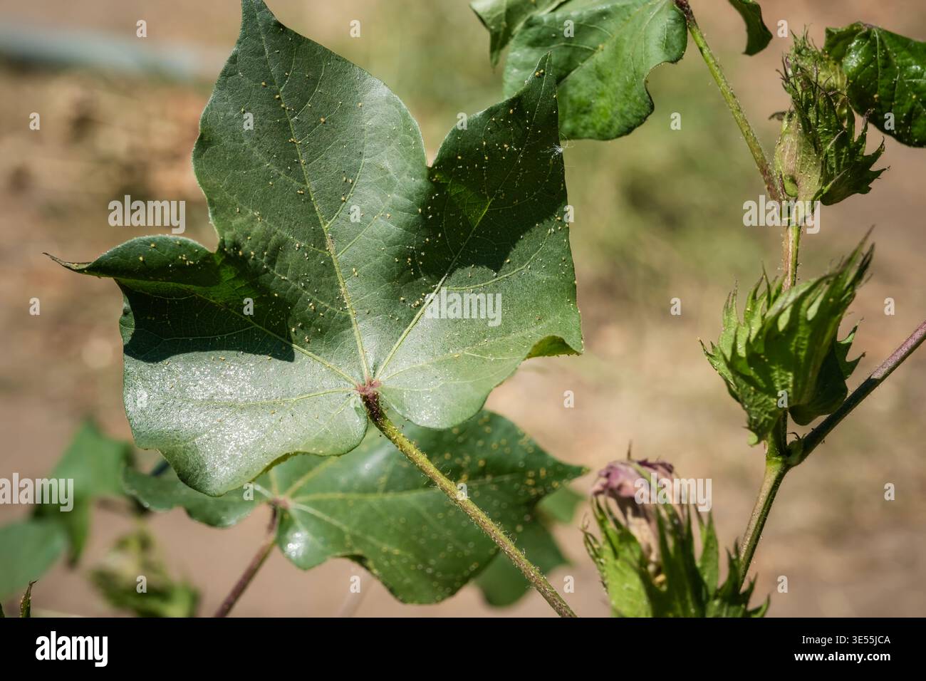 Vista dettagliata della foglia di piante di cotone colpite dai parassiti con danni da acari, evidenziando lo stress delle colture e i problemi di salute delle piante in agricoltura Foto Stock