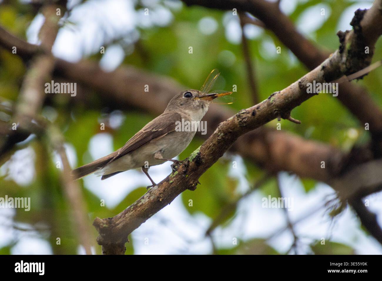Asian Brown Flycatcher (Muscicapa dauurica) mangiando una libellula a Singapore. Foto Stock