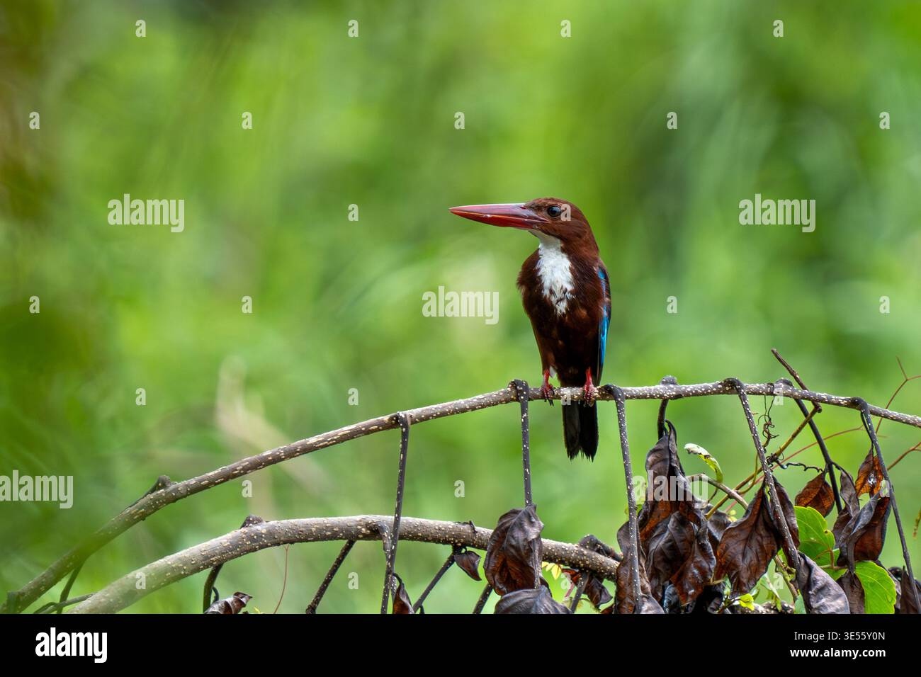 Kingfisher dalla gola bianca (Halcyon smyrnensis) su un persico a Singapore. Foto Stock