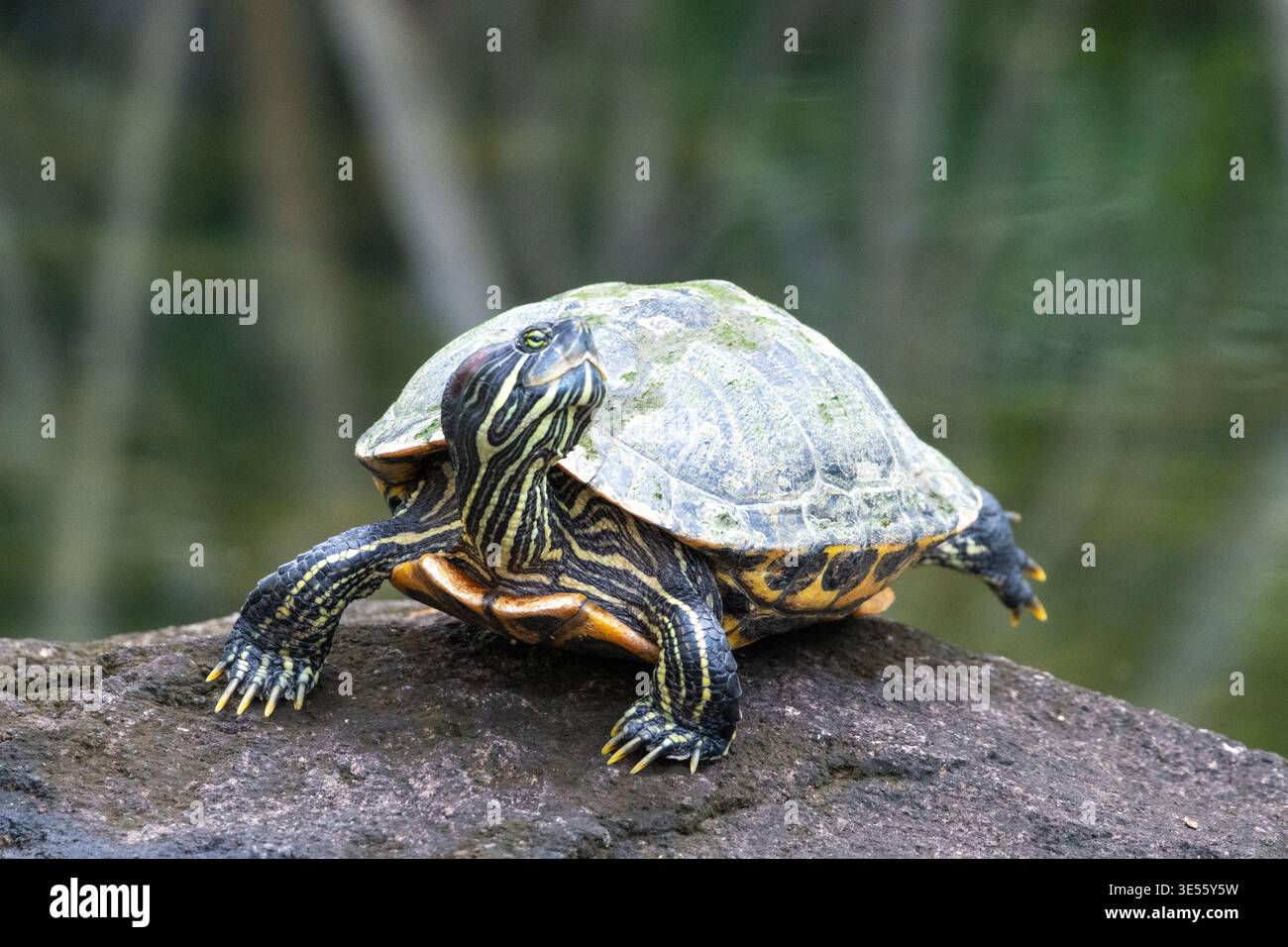 Cursore con orecchie rosse (Trachemys scripta elegans) che riposa fuori dall'acqua a Singapore. Foto Stock