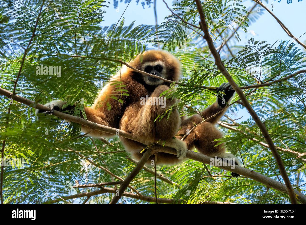 Gibbon LAR (Hylobates lar) in un albero della foresta pluviale tailandese. Foto Stock